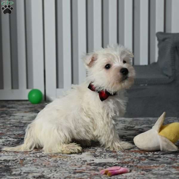 Jasper, West Highland Terrier Puppy